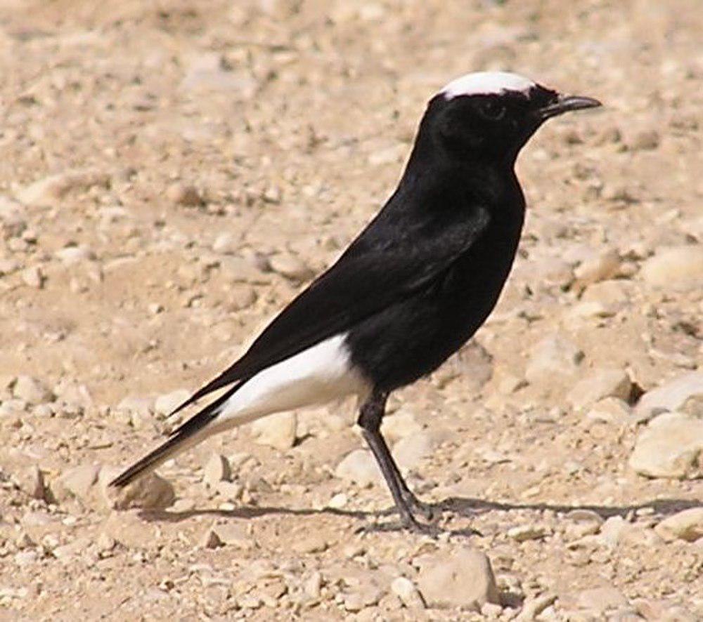 黑䳭 / White-crowned Wheatear / Oenanthe leucopyga