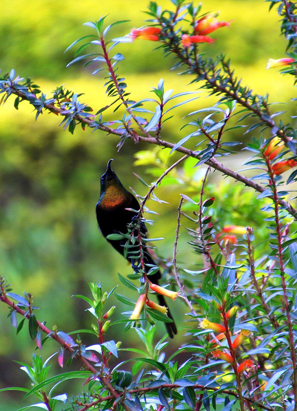 紫胸花蜜鸟 / Purple-breasted Sunbird / Nectarinia purpureiventris