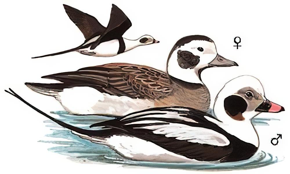 长尾鸭 / Long-tailed Duck / Clangula hyemalis