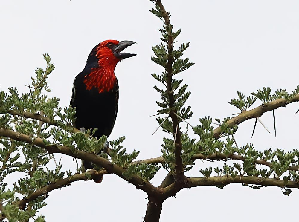 黑嘴拟䴕 / Black-billed Barbet / Lybius guifsobalito