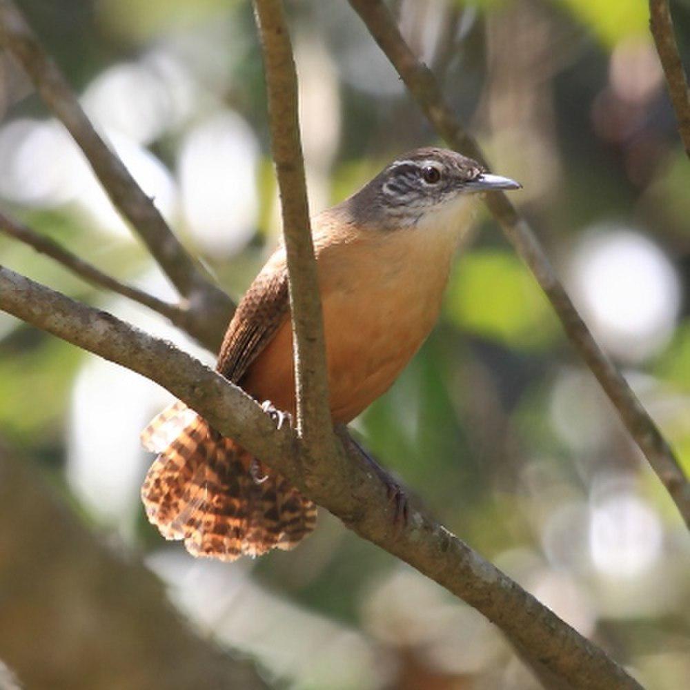 黄胸苇鹪鹩 / Buff-breasted Wren / Cantorchilus leucotis