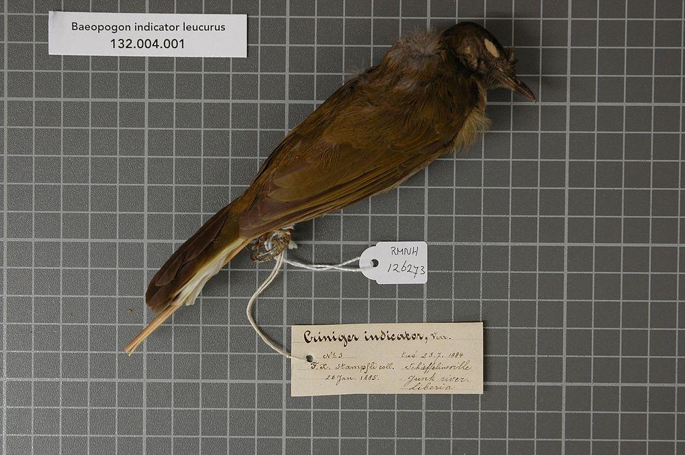 白尾鹎 / Honeyguide Greenbul / Baeopogon indicator