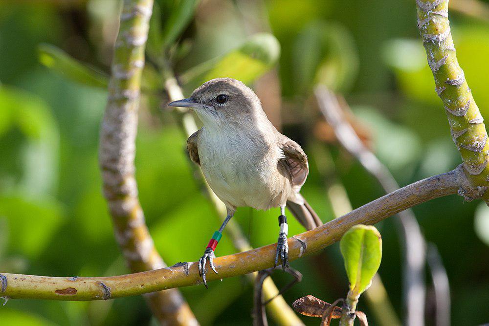 夏威夷苇莺 / Millerbird / Acrocephalus familiaris