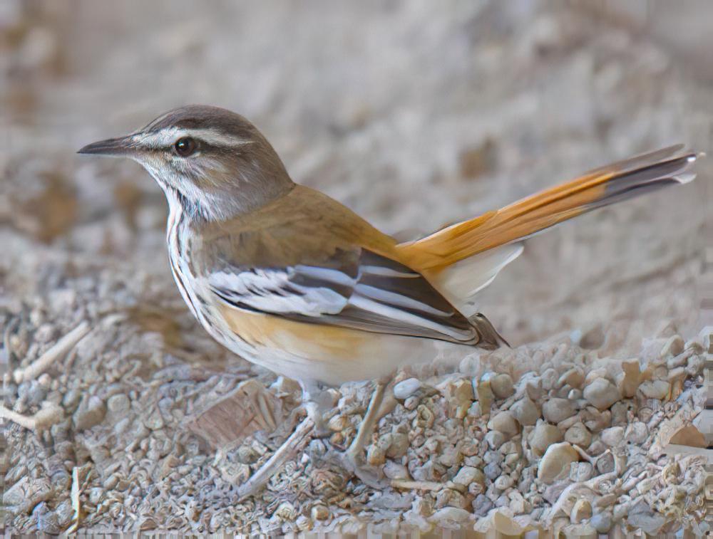 棕薮鸲 / Rufous-tailed Scrub Robin / Cercotrichas galactotes