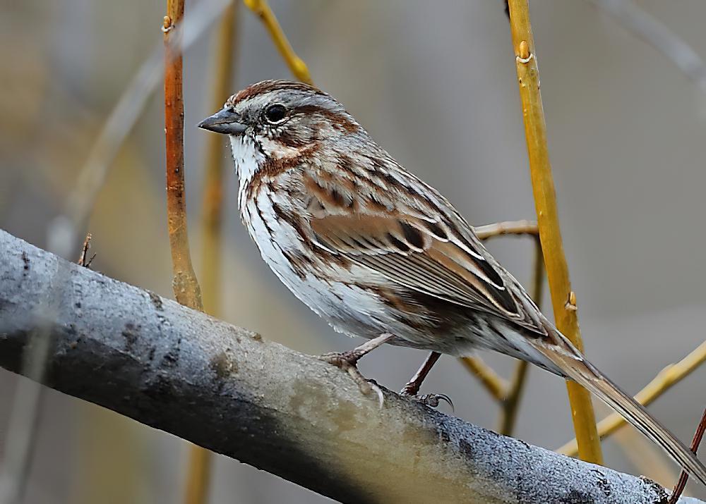 歌带鹀 / Song Sparrow / Melospiza melodia