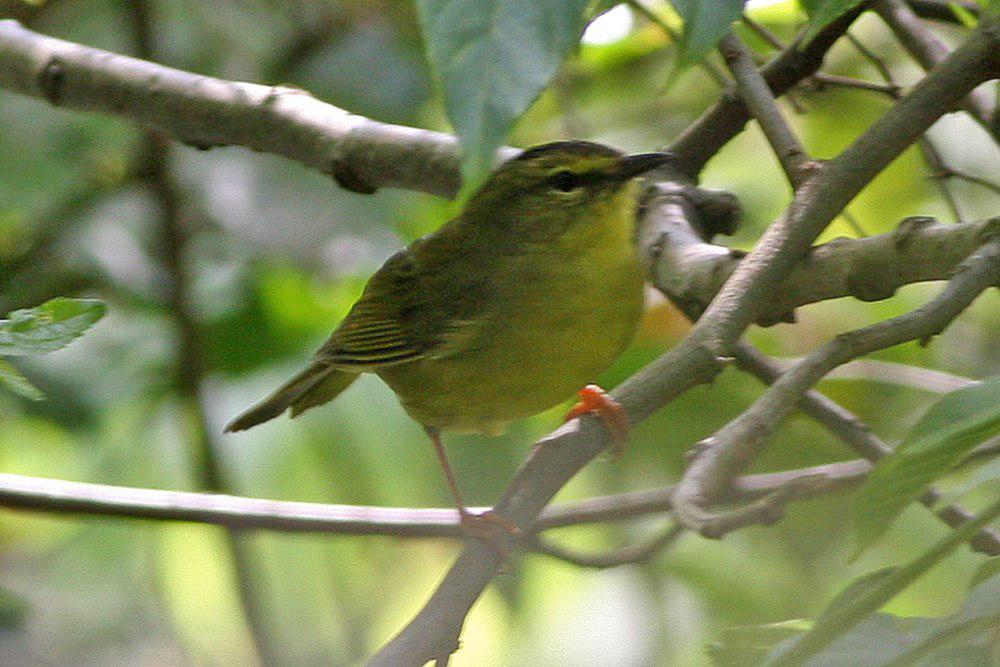 双斑王森莺 / Two-banded Warbler / Myiothlypis bivittata