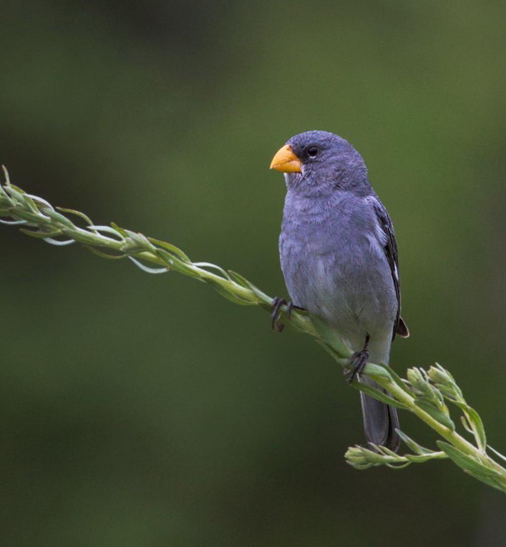 特罗佩柔食籽雀 / Tropeiro Seedeater / Sporophila beltoni