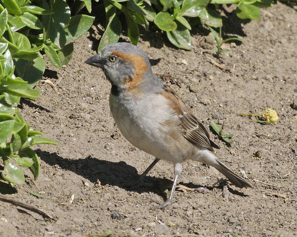 肯尼亚麻雀 / Kenya Sparrow / Passer rufocinctus