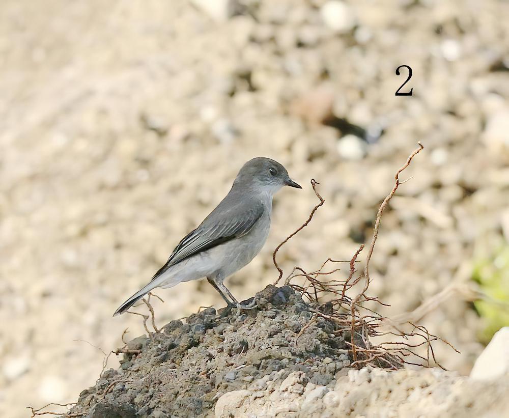 赭颈地霸鹟 / Ochre-naped Ground Tyrant / Muscisaxicola flavinucha