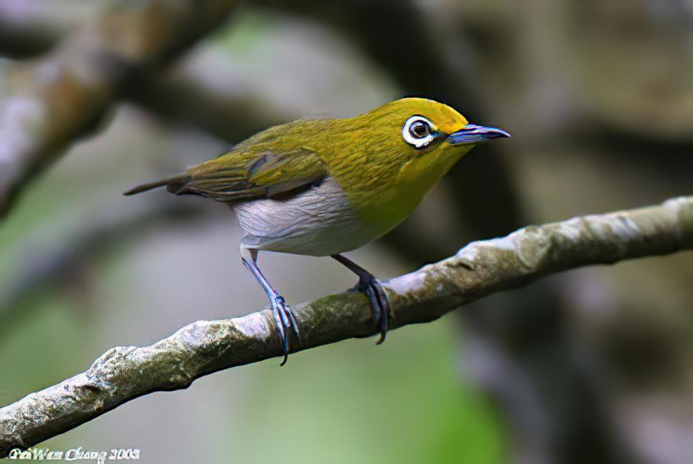 低地绣眼鸟 / Lowland White-eye / Zosterops meyeni