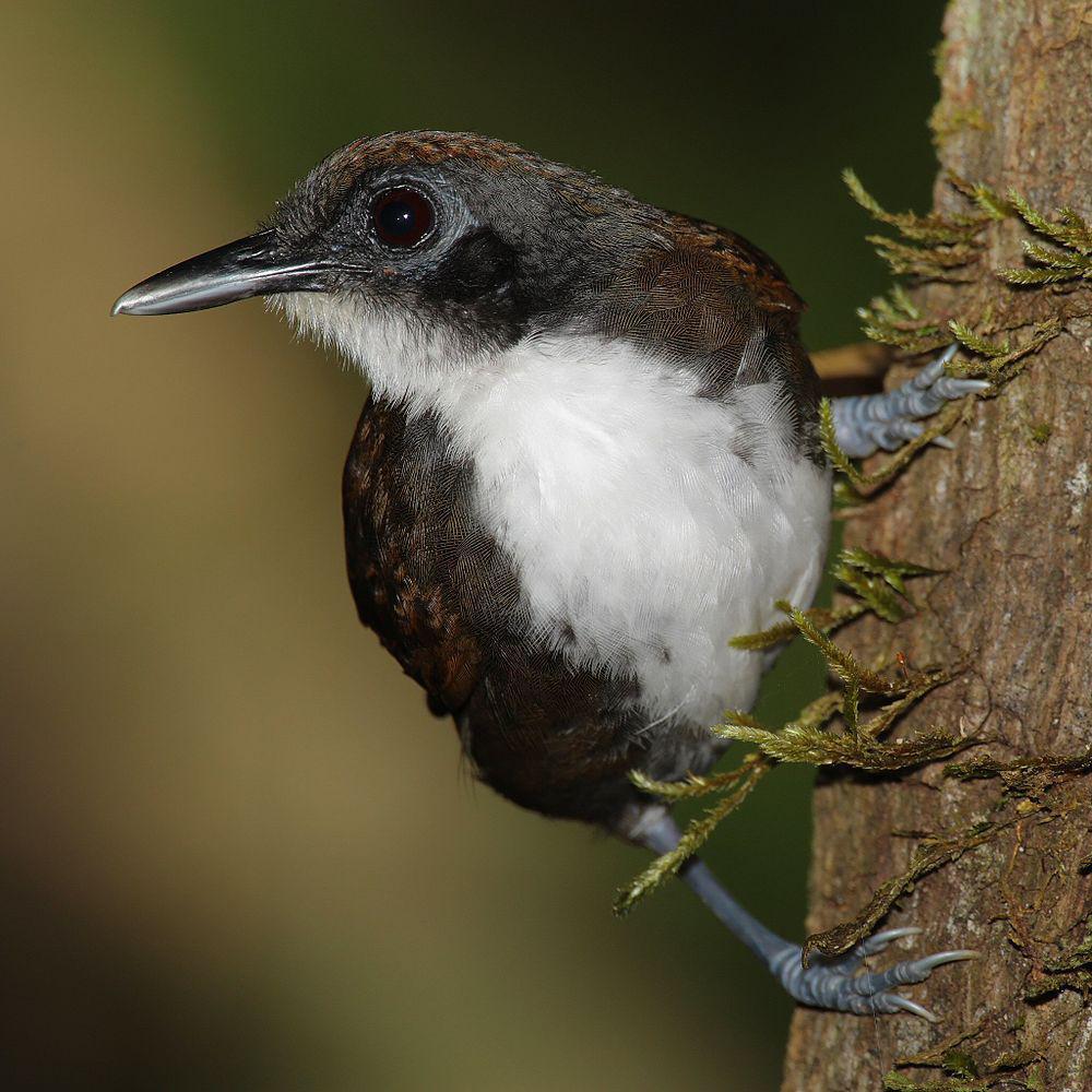 双色蚁鸟 / Bicolored Antbird / Gymnopithys bicolor