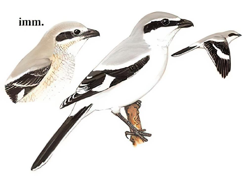 灰伯劳 / Northern Shrike / Lanius borealis