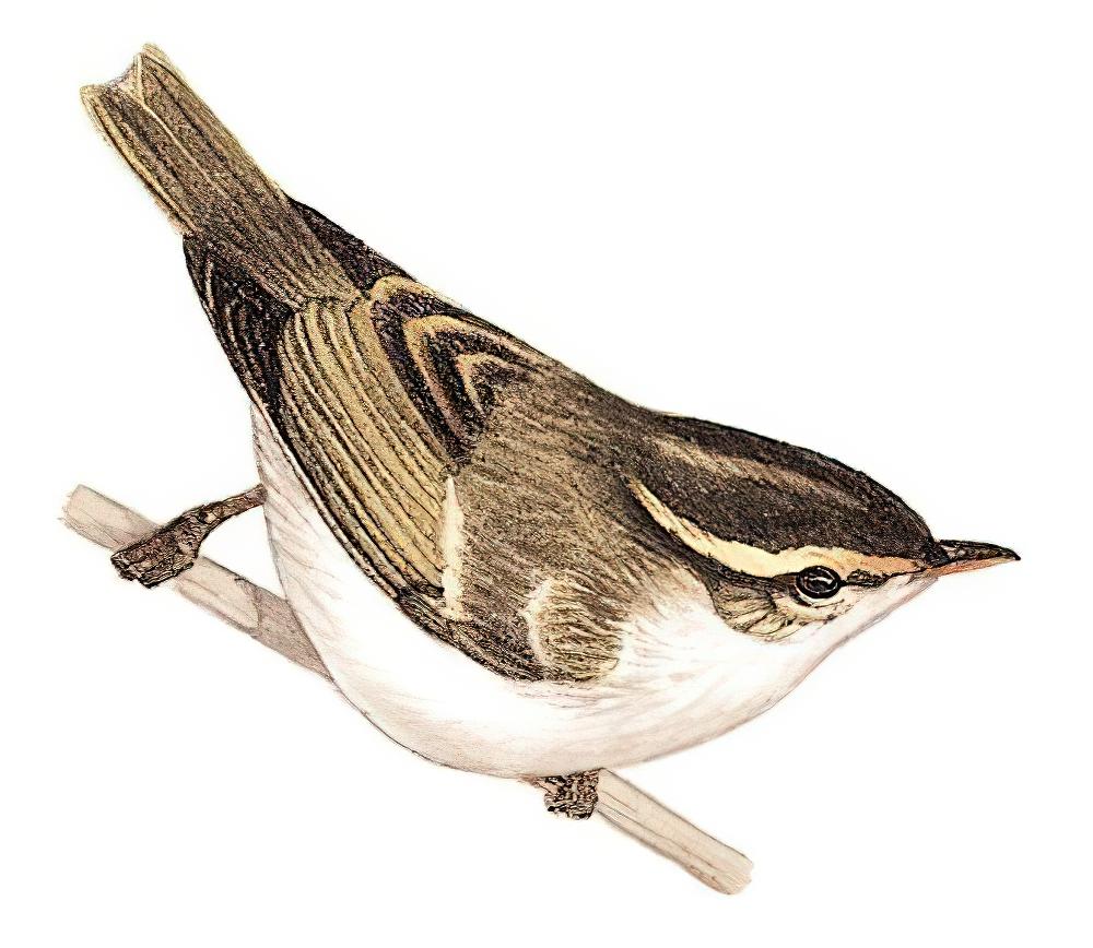 峨眉柳莺 / Emei Leaf Warbler / Phylloscopus emeiensis