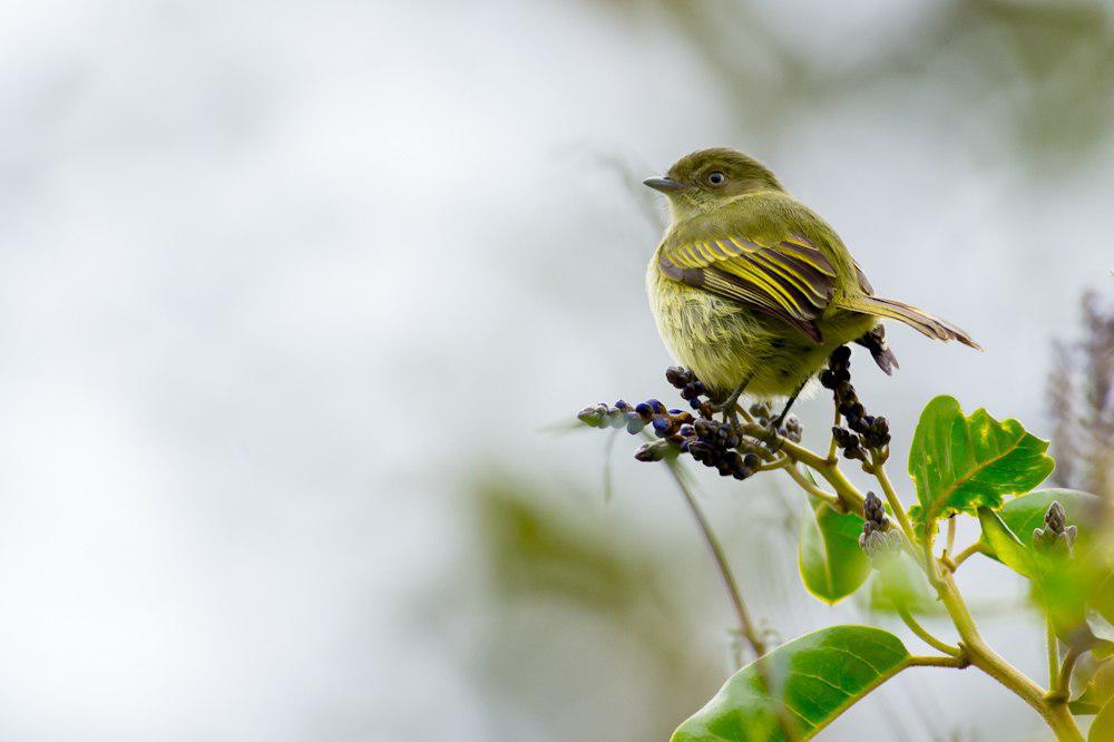 玻利维亚小霸鹟 / Bolivian Tyrannulet / Zimmerius bolivianus