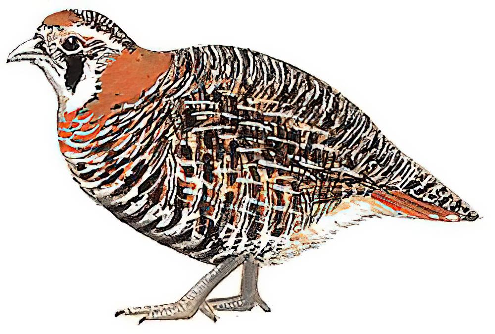 高原山鹑 / Tibetan Partridge / Perdix hodgsoniae