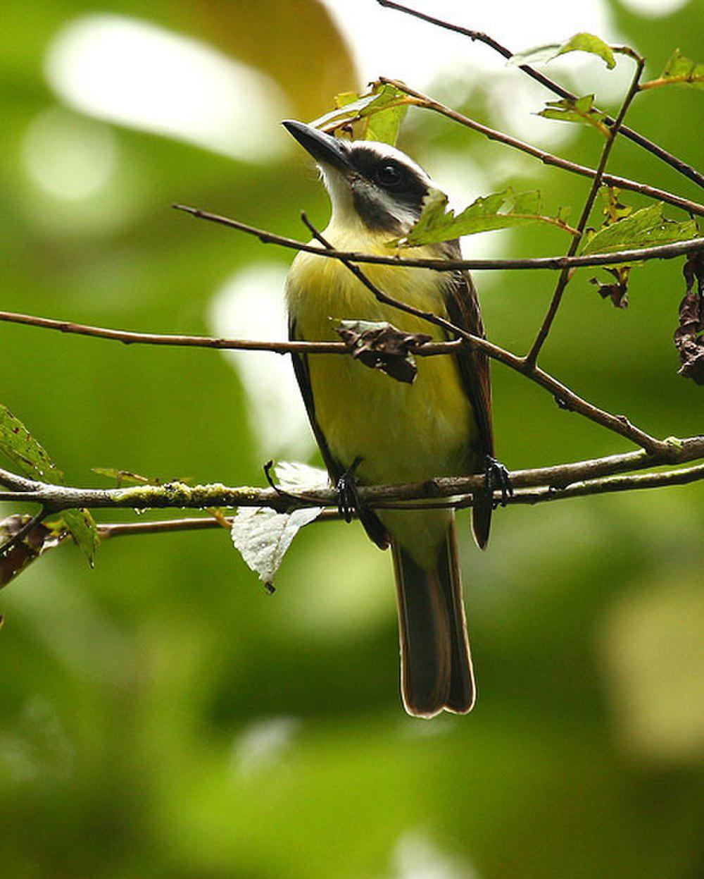 金腹大嘴霸鹟 / Golden-bellied Flycatcher / Myiodynastes hemichrysus