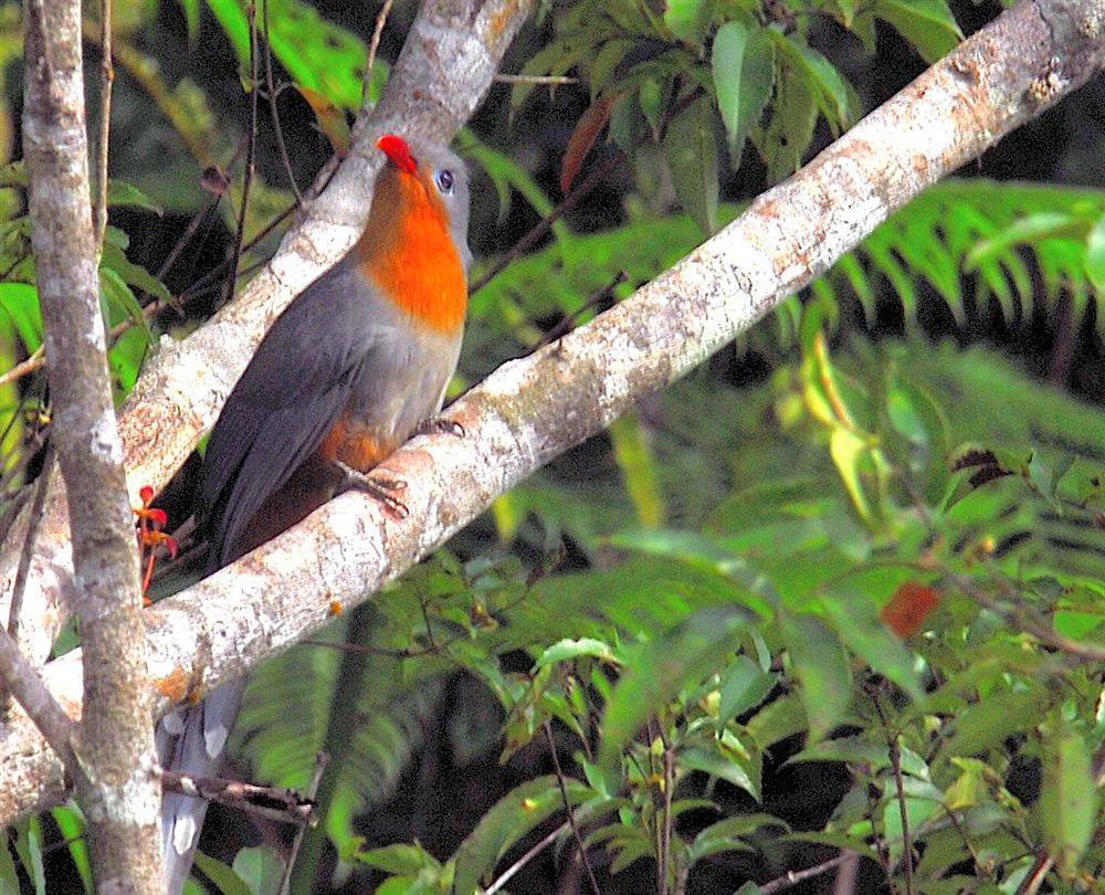 红嘴地鹃 / Red-billed Malkoha / Zanclostomus javanicus