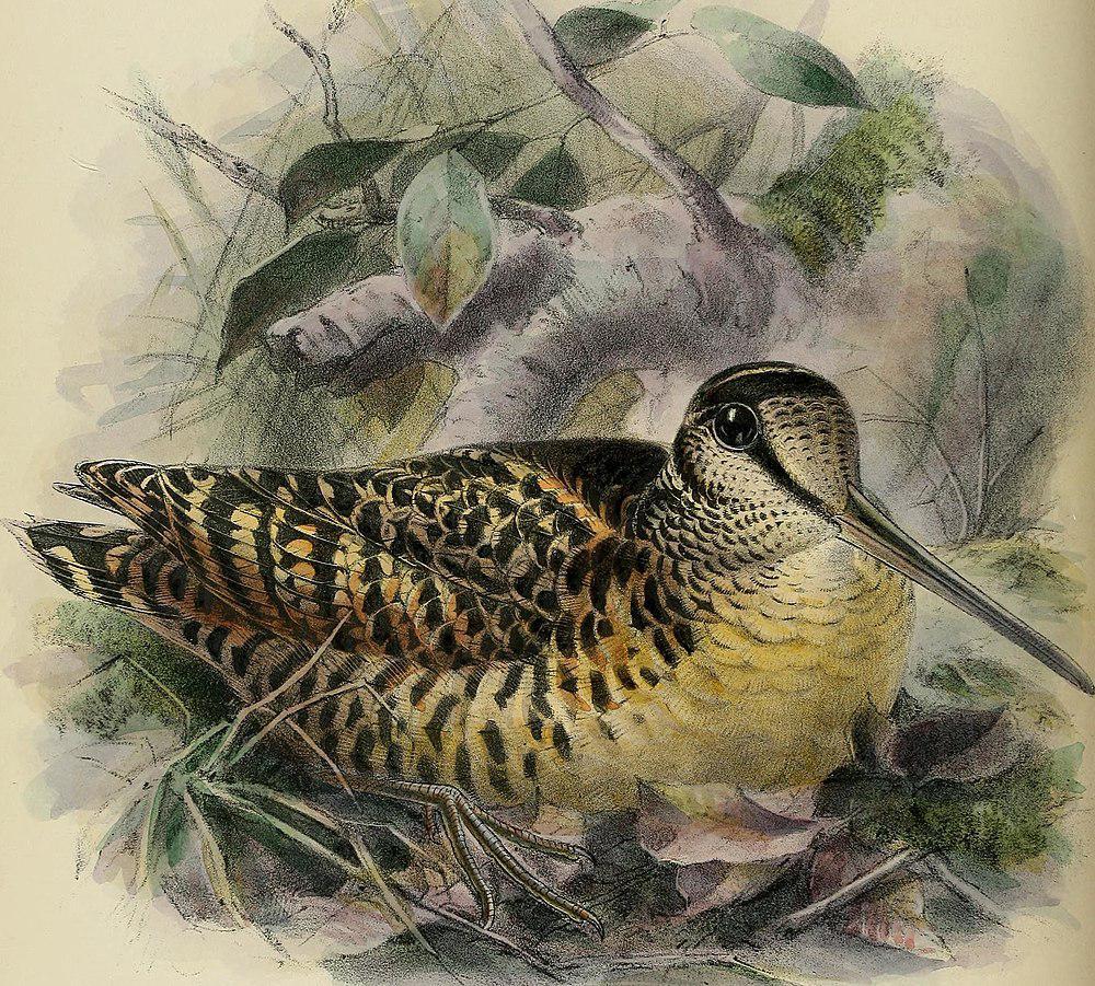 摩鹿加丘鹬 / Moluccan Woodcock / Scolopax rochussenii