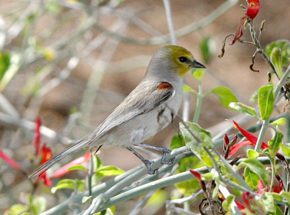 黄头金雀 / Verdin / Auriparus flaviceps