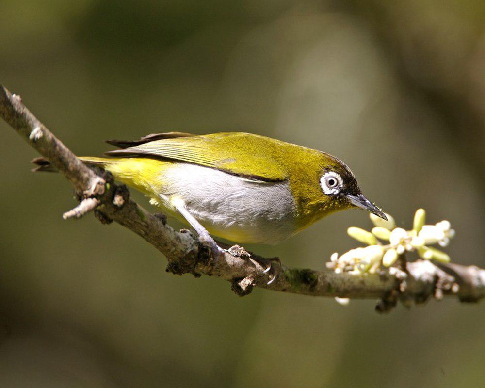 黑冠绣眼鸟 / Black-capped White-eye / Zosterops atricapilla