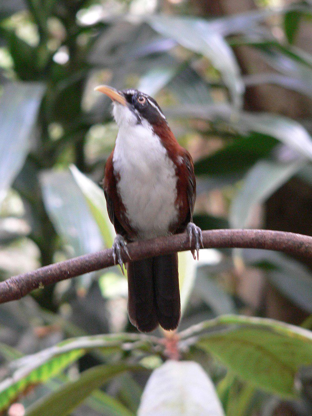 栗背钩嘴鹛 / Chestnut-backed Scimitar Babbler / Pomatorhinus montanus