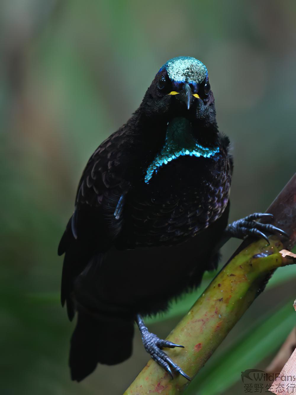 小掩鼻风鸟 / Victoria\'s Riflebird / Ptiloris victoriae