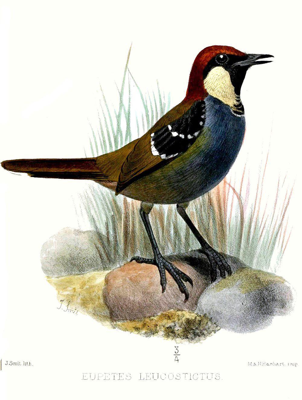 斑丽鸫 / Spotted Jewel-babbler / Ptilorrhoa leucosticta