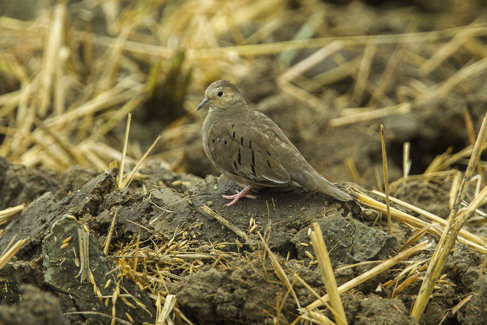 厄瓜多尔地鸠 / Ecuadorian Ground Dove / Columbina buckleyi