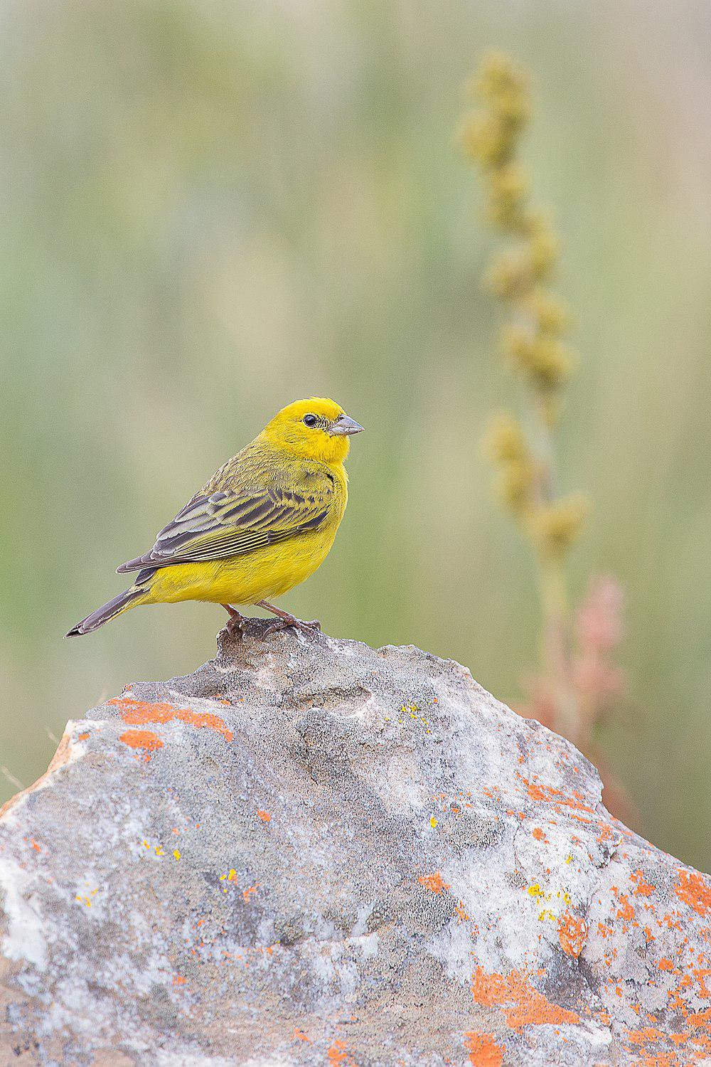 柠黄雀鹀 / Stripe-tailed Yellow Finch / Sicalis citrina