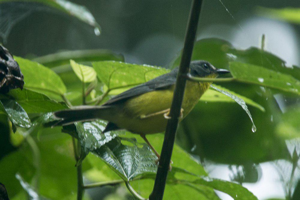 灰黄王森莺 / Grey-and-gold Warbler / Myiothlypis fraseri