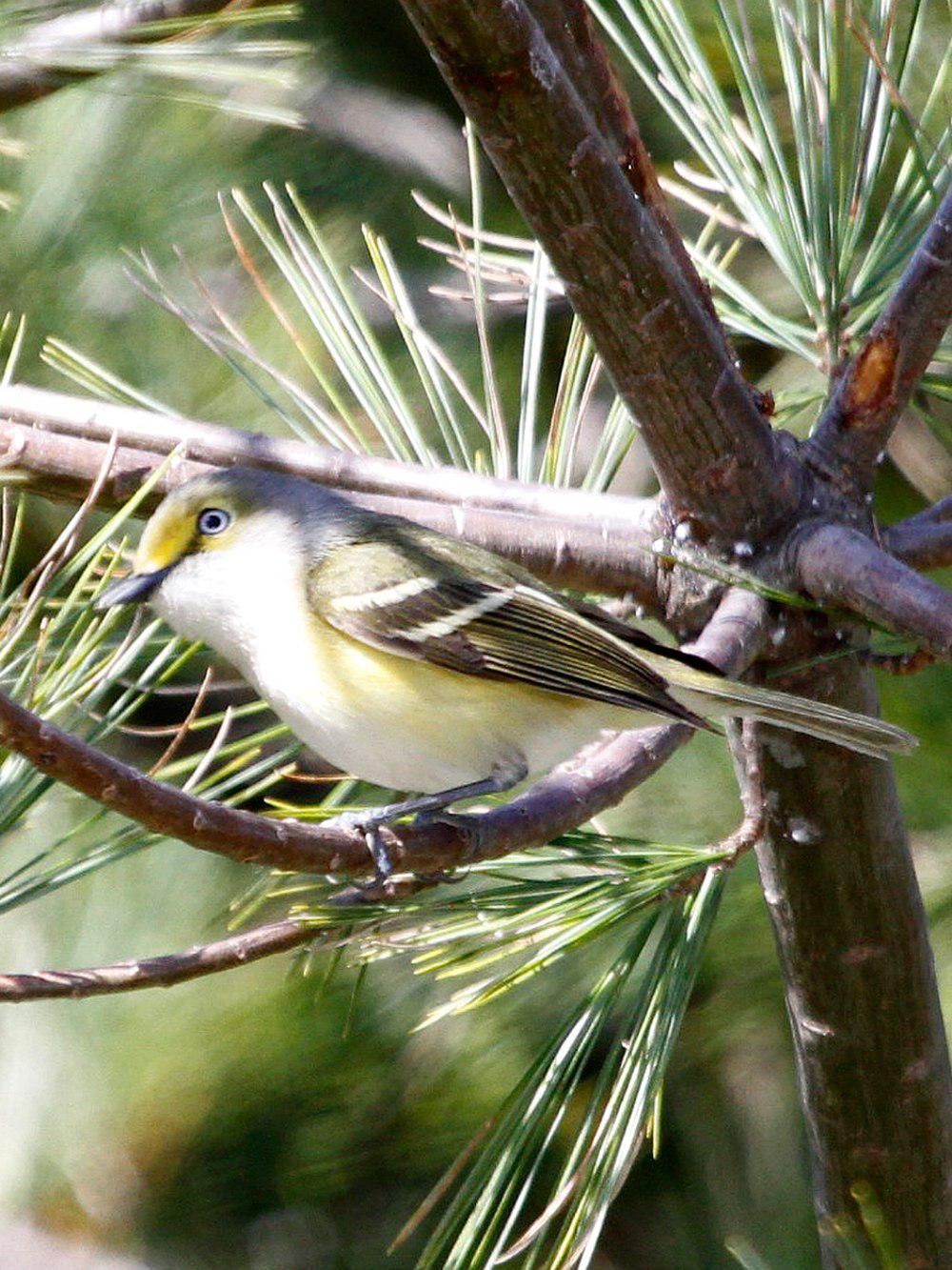 白眼莺雀 / White-eyed Vireo / Vireo griseus