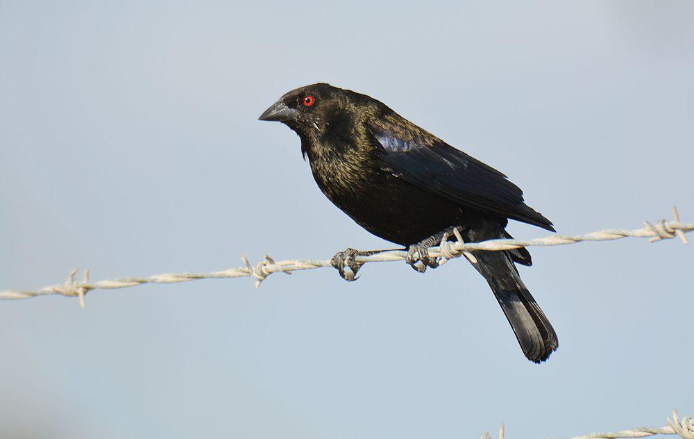 铜色牛鹂 / Bronzed Cowbird / Molothrus aeneus