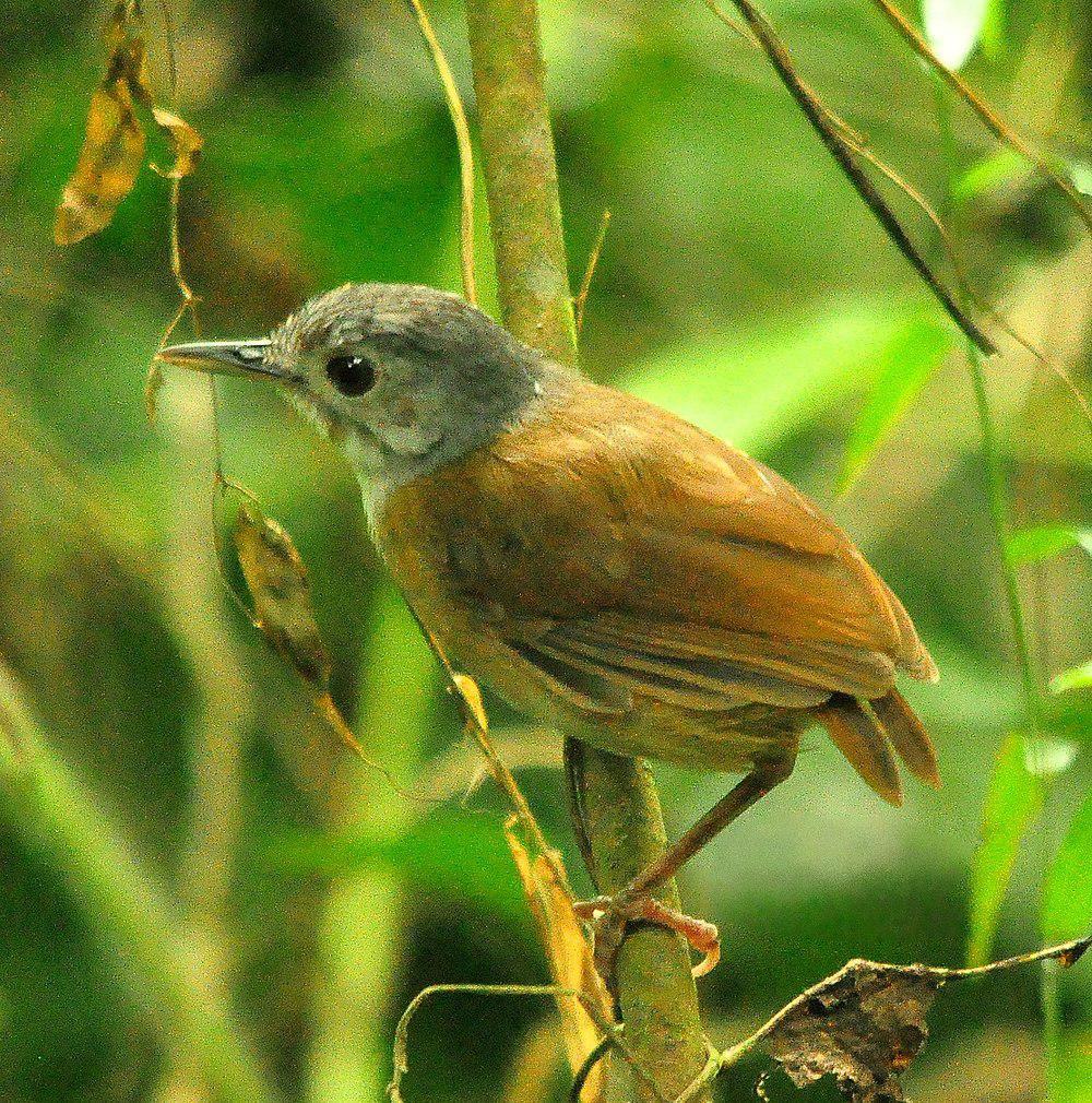 灰头雅鹛 / Ashy-headed Babbler / Pellorneum cinereiceps