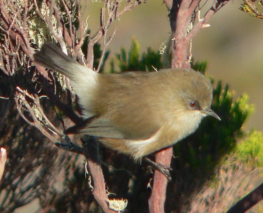 马斯绣眼鸟 / Reunion Grey White-eye / Zosterops borbonicus