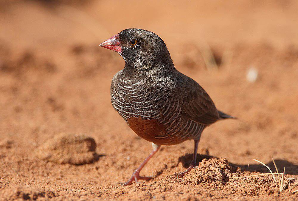 黑领鹑雀 / Quailfinch / Ortygospiza atricollis