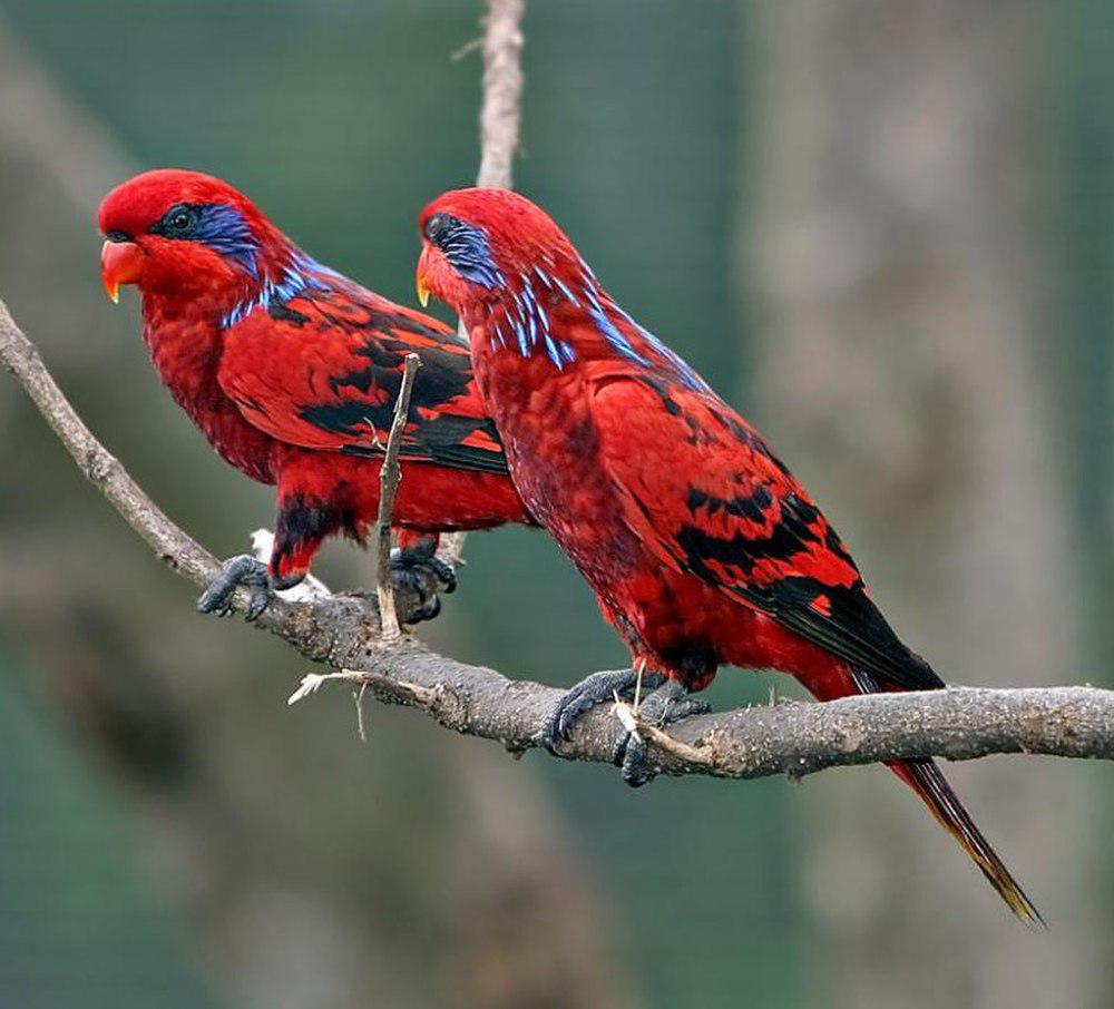 蓝纹鹦鹉 / Blue-streaked Lory / Eos reticulata