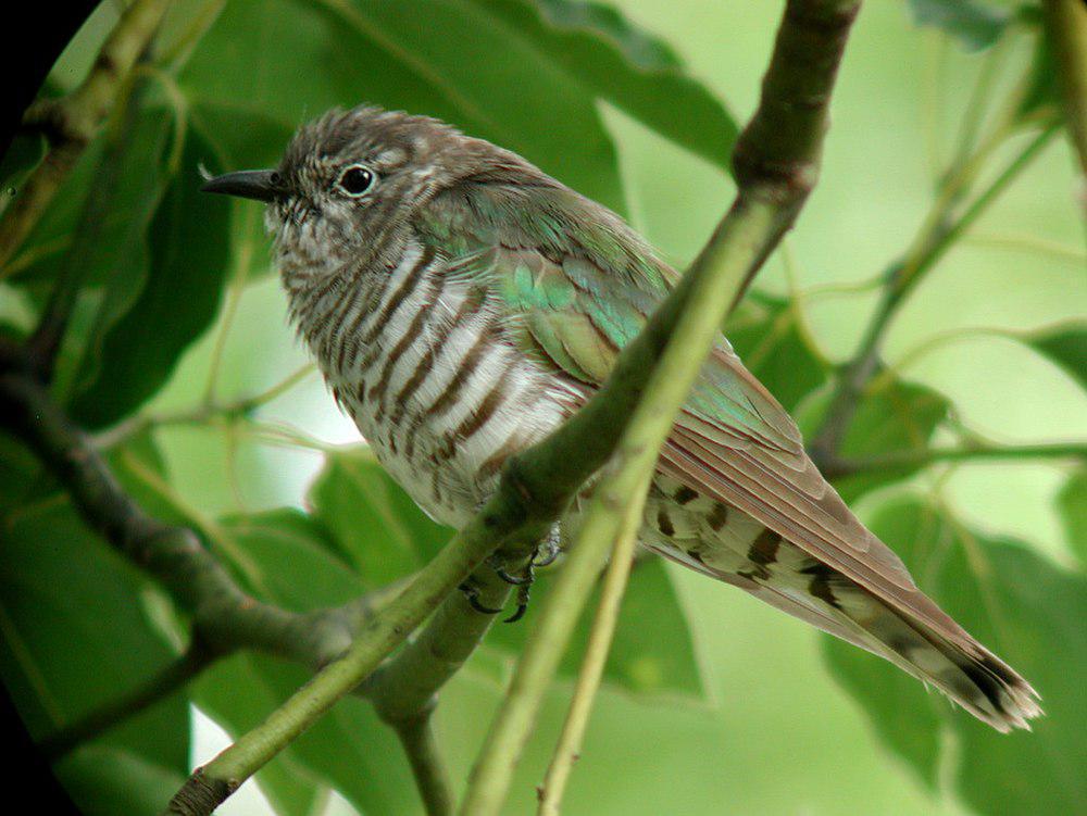 金鹃 / Shining Bronze Cuckoo / Chrysococcyx lucidus