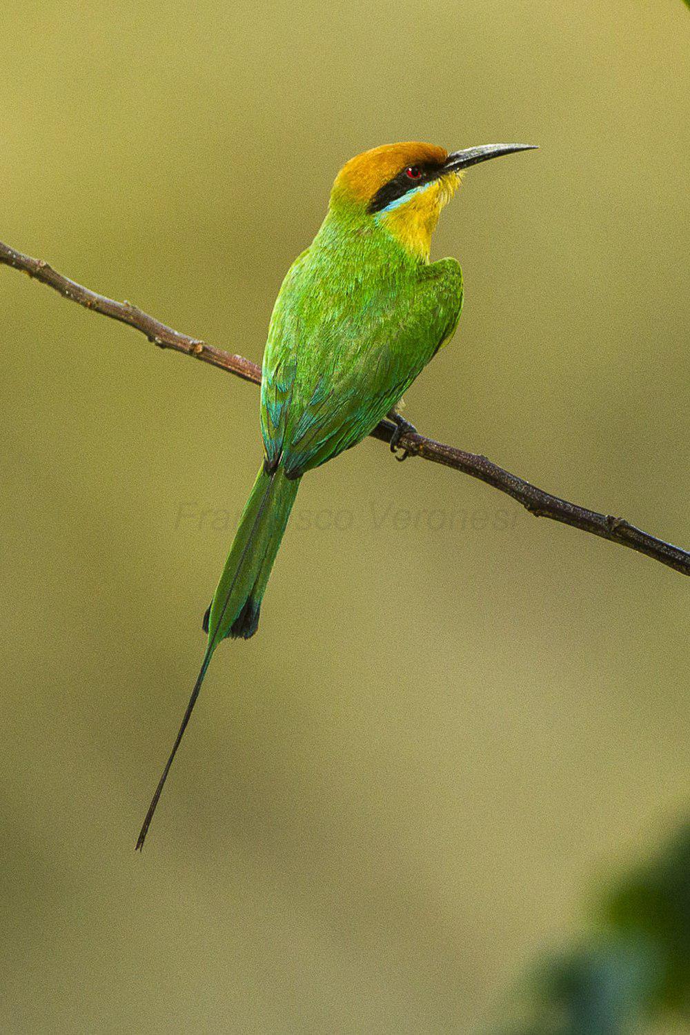 蓝领蜂虎 / Böhm\'s Bee-eater / Merops boehmi