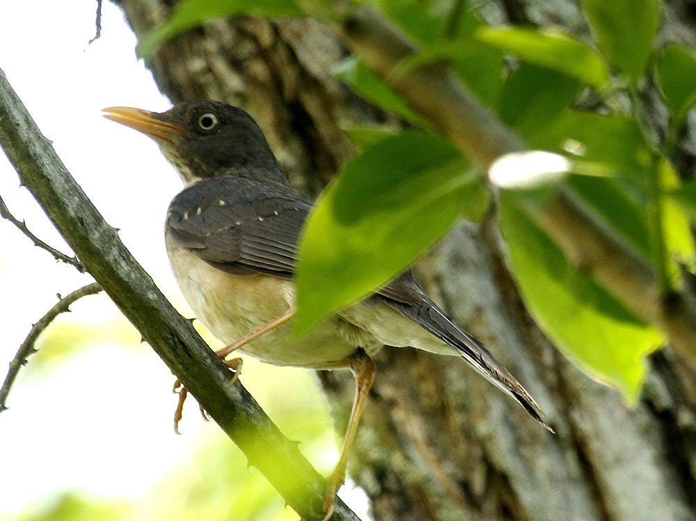 铅背鸫 / Plumbeous-backed Thrush / Turdus reevei