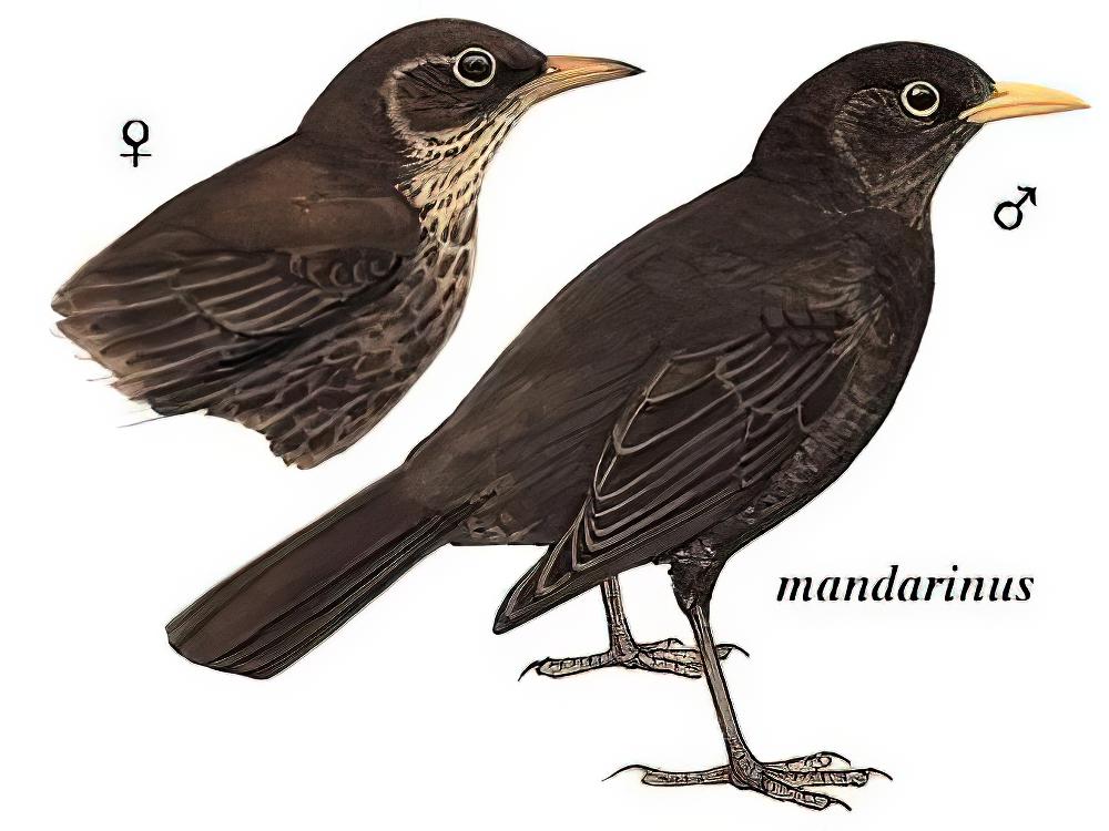 乌鸫 / Chinese Blackbird / Turdus mandarinus