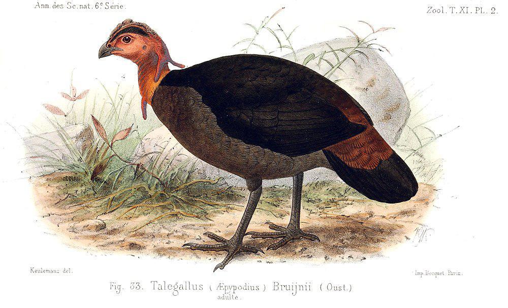 冠塚雉 / Waigeo Brushturkey / Aepypodius bruijnii