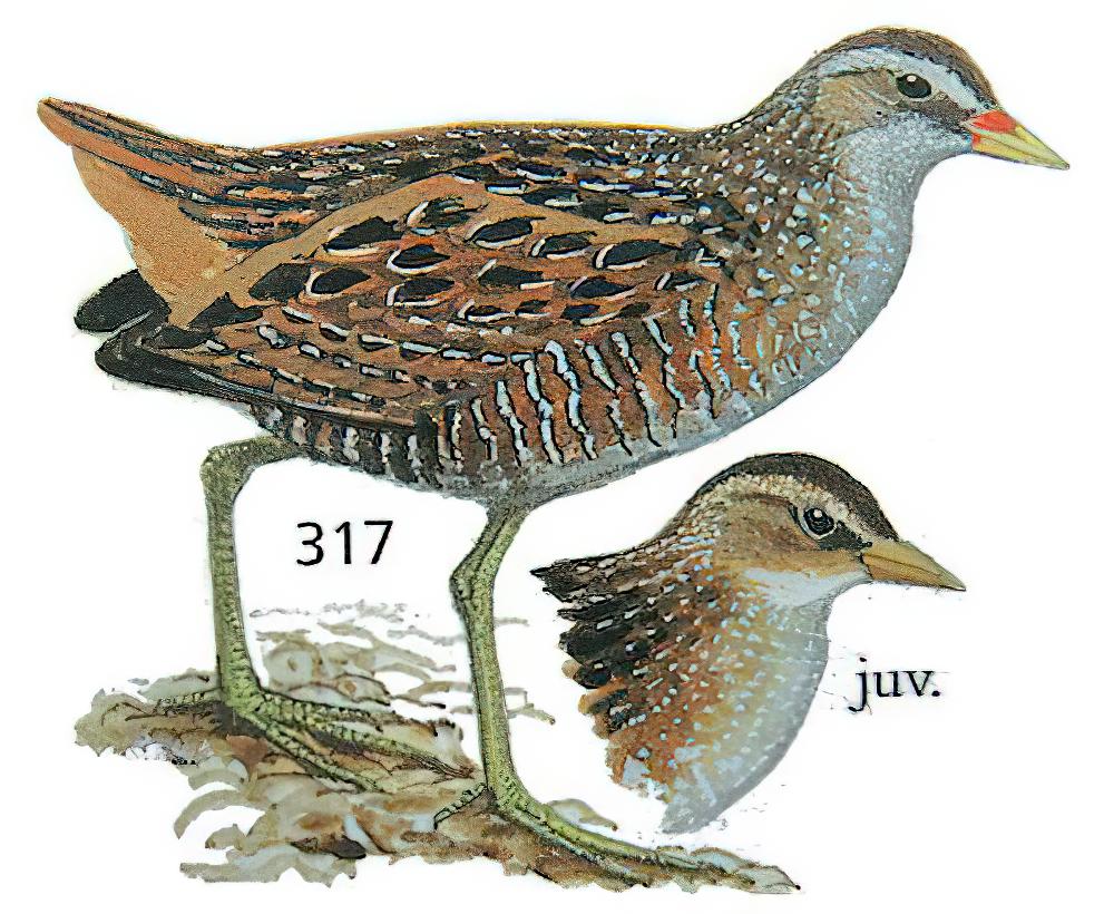 斑胸田鸡 / Spotted Crake / Porzana porzana