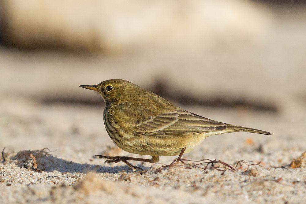 石鹨 / Eurasian Rock Pipit / Anthus petrosus