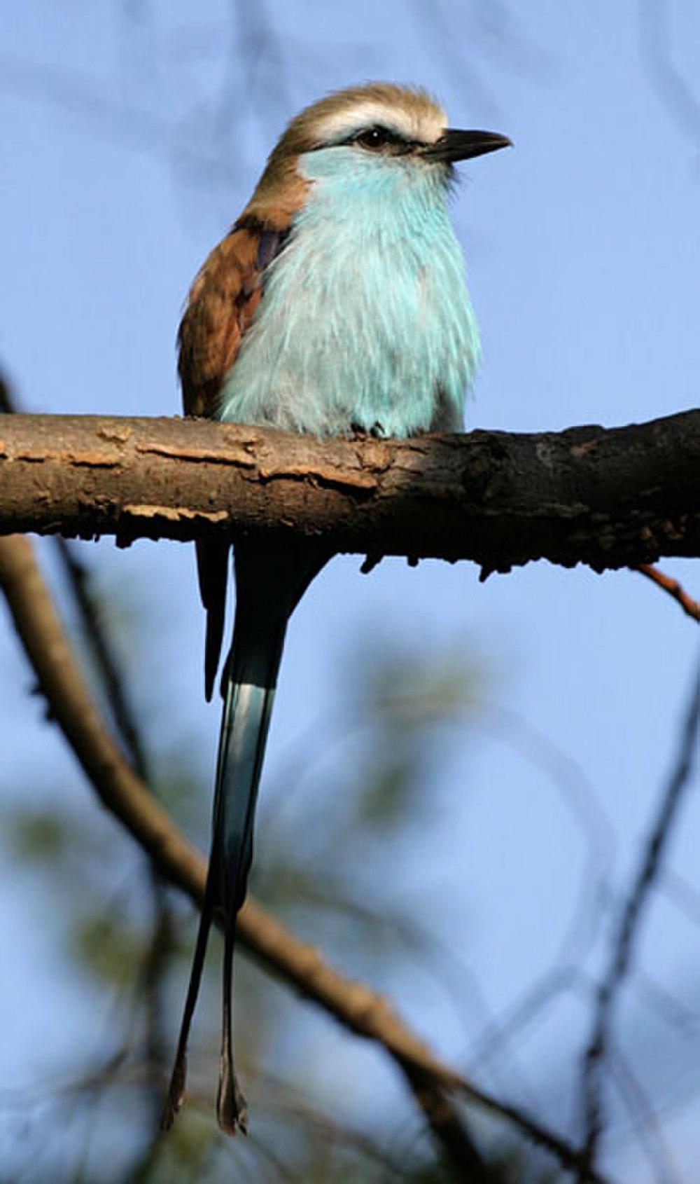 扇尾佛法僧 / Racket-tailed Roller / Coracias spatulatus