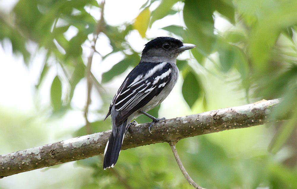 白翅厚嘴霸鹟 / White-winged Becard / Pachyramphus polychopterus