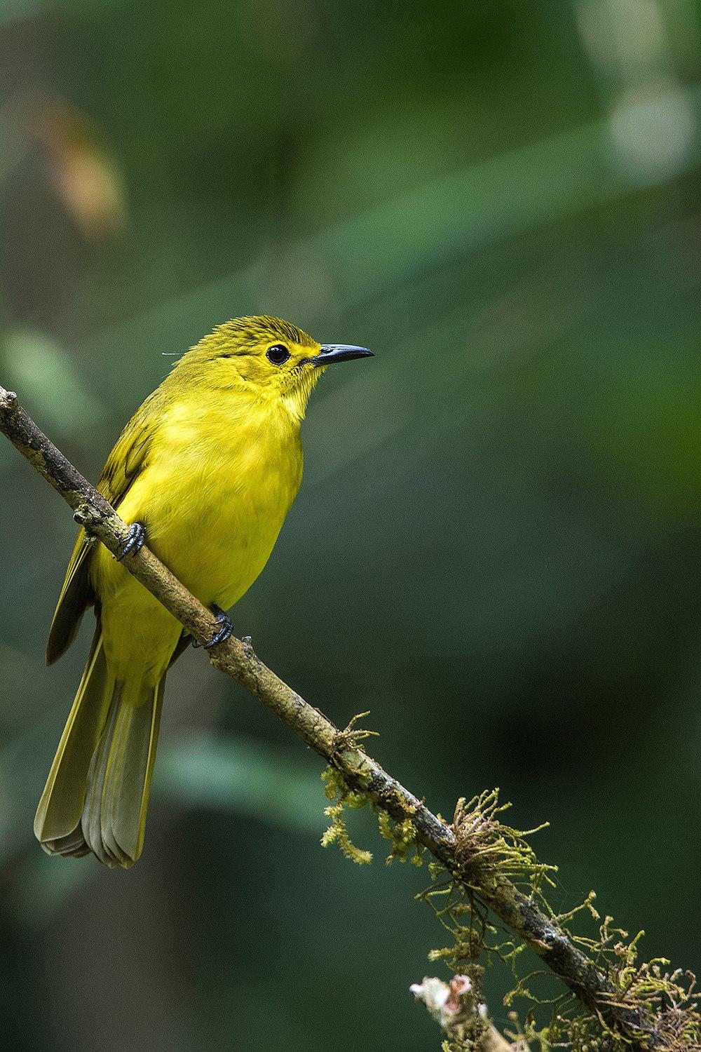 黄眉鹎 / Yellow-browed Bulbul / Acritillas indica