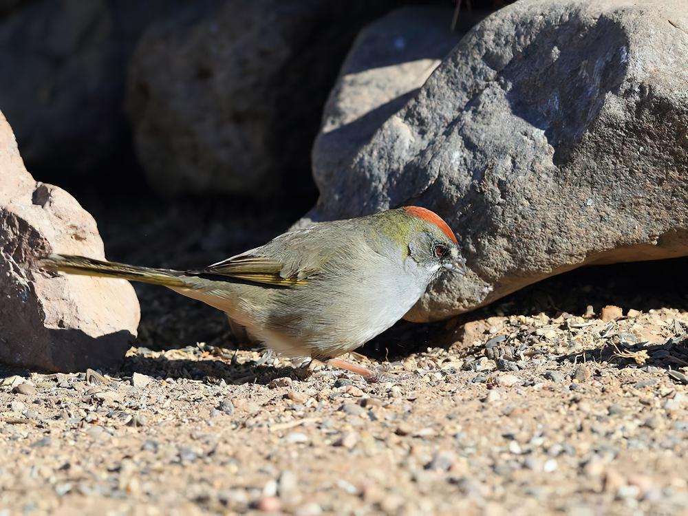 绿尾唧鹀 / Green-tailed Towhee / Pipilo chlorurus