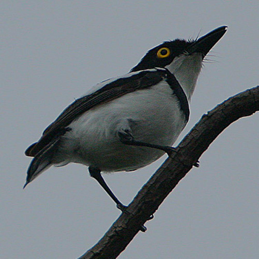 塞内蓬背鹟 / Senegal Batis / Batis senegalensis