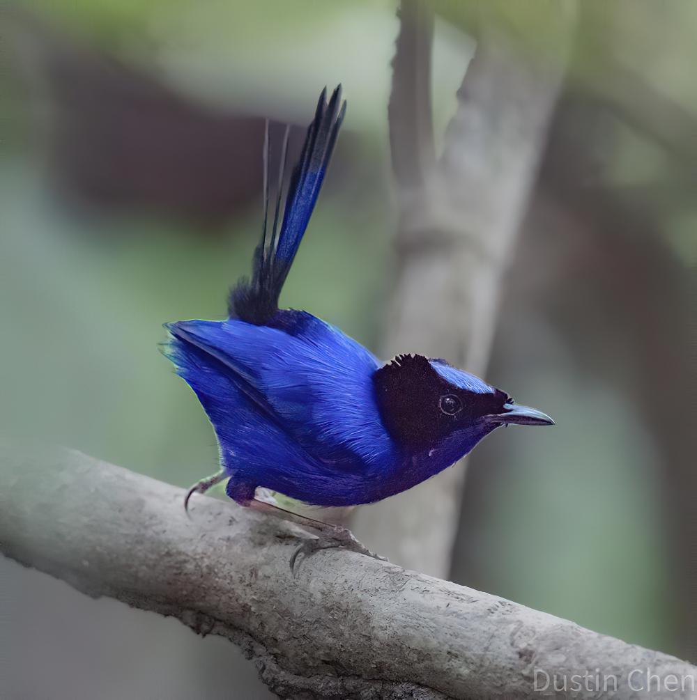 蓝细尾鹩莺 / Emperor Fairywren / Malurus cyanocephalus