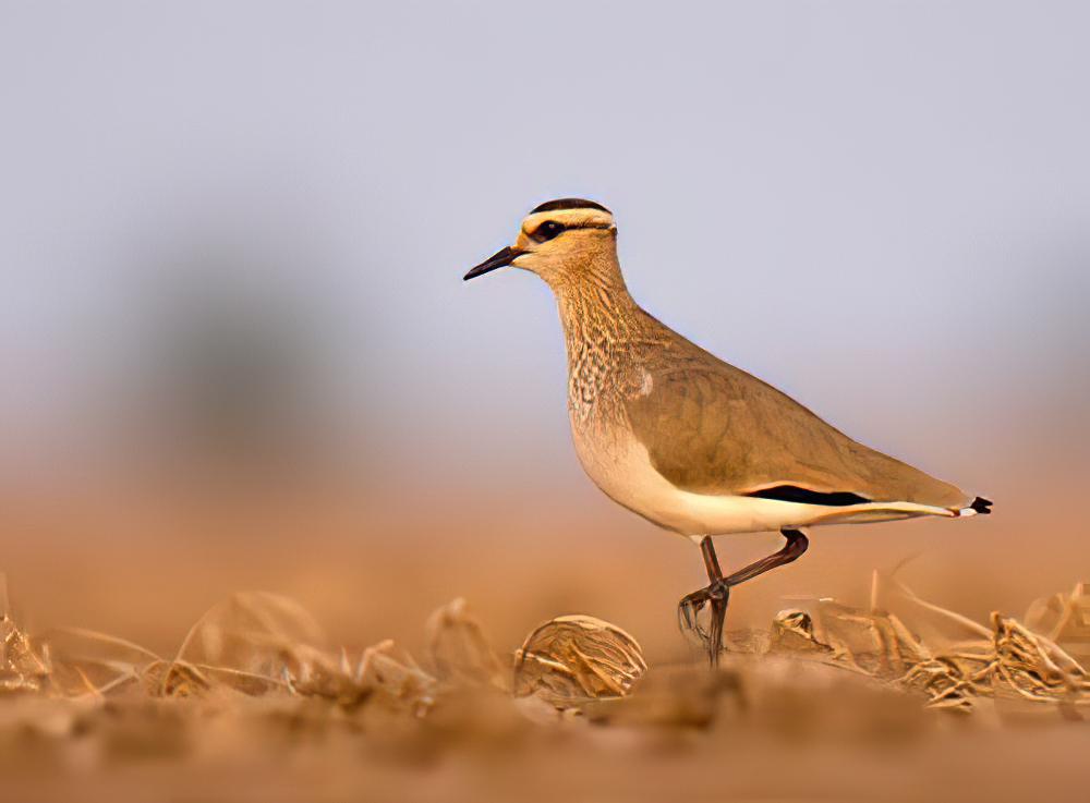 黄颊麦鸡 / Sociable Lapwing / Vanellus gregarius